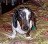Shilo