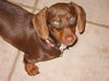 Zoey