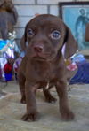 Billy