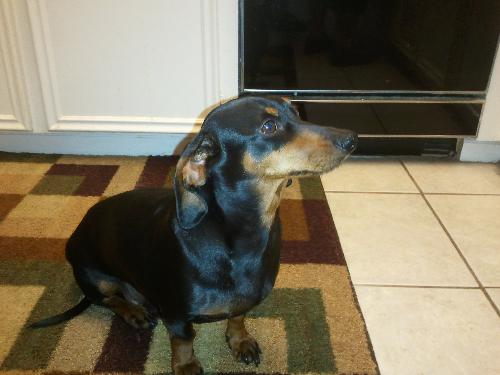 Dottie