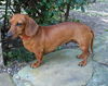 Maisy