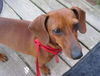 Maisy