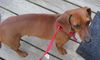 Maisy