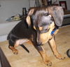Trixie