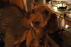 Zoia