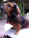 Prissy