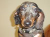 Junebug