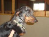 Junebug