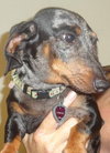 Junebug