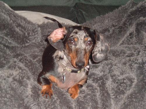 Junebug
