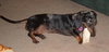 Junebug