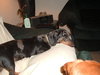 Junebug