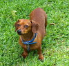 Lucas