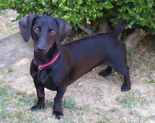 Blackie