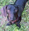 Blackie