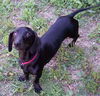Blackie