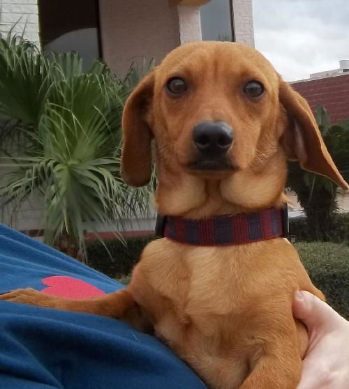 Tobias