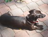 Miss Mocha