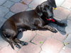 Miss Mocha