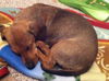 Sammy pup