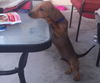 Sammy pup