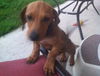 Sammy pup