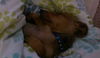 Sammy pup