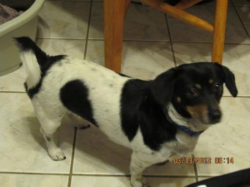 Rat terrier hot sale dachshund mix