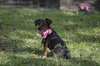 Miss Wiggles