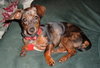 Miss Wiggles