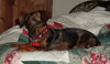 Miss Wiggles