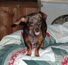 Miss Wiggles
