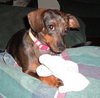 Miss Wiggles