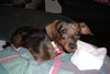 Miss Wiggles