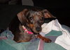 Miss Wiggles