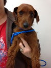 Jolie (Puppy)
