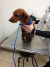Jolie (Puppy)