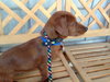 Jolie (Puppy)