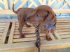 Jolie (Puppy)