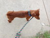 Jolie (Puppy)