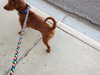 Jolie (Puppy)