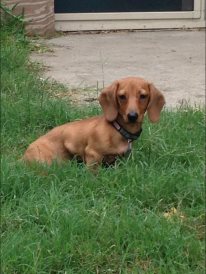 Duke