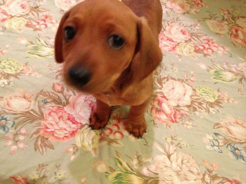 Bella (Puppy)