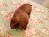 Bella (Puppy)