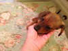 Dylan (Puppy)