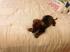 Dylan (Puppy)