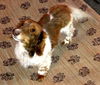 Biscuit