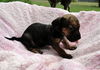 Trouble (Puppy)