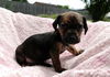 Trouble (Puppy)