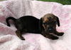 Trouble (Puppy)